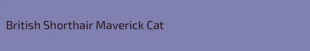 British Shorthair Maverick Cat